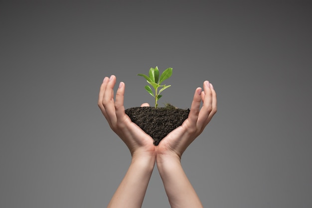 Menselijke handen met een verse groene plant, symbool van groeiende zaken, milieubehoud en banksparen. Planeet in uw handen. Ecologieproblemen gemaakt van de mensheid, groen leven, een nieuw begin.