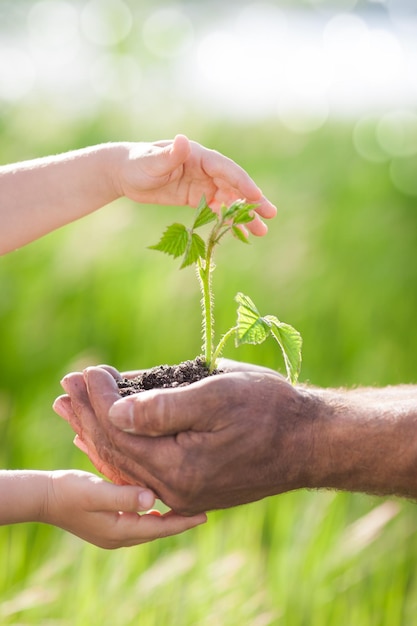 Menselijke handen met jonge plant tegen lente groene achtergrond Ecologie concept