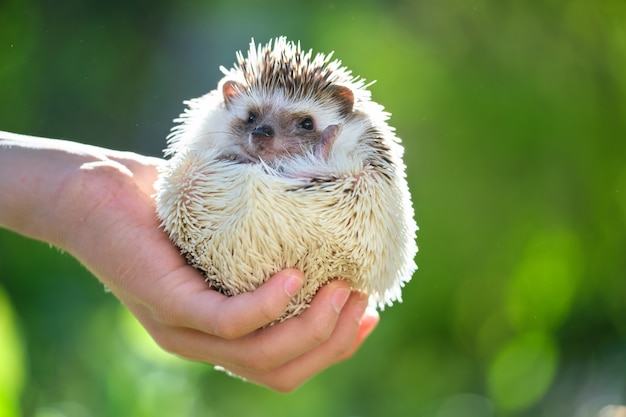 Menselijke handen met kleine afrikaanse egel huisdier buiten op zomerdag. het houden van huisdieren en het verzorgen van huisdieren concept.