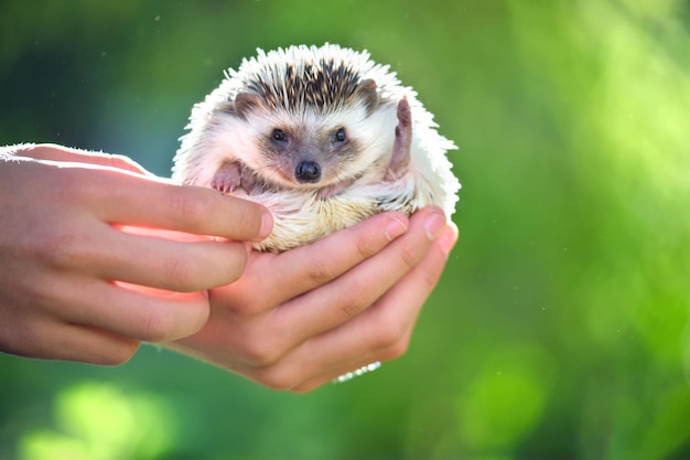 Menselijke handen met kleine Afrikaanse egel huisdier buiten op zomerdag. Het houden van huisdieren en het verzorgen van huisdieren concept.