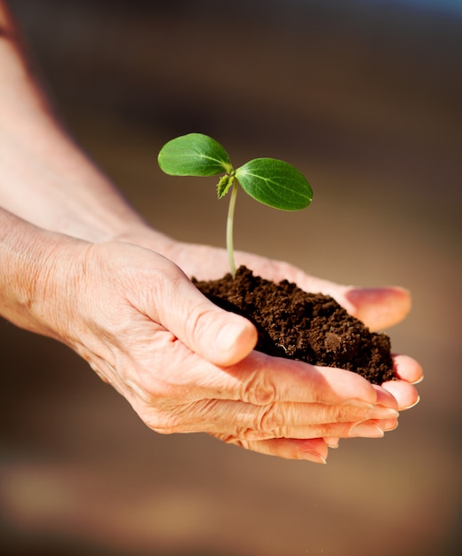 Menselijke handen met plant