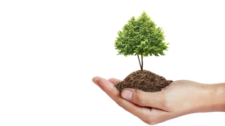 Menselijke handen met spruit jonge plant.