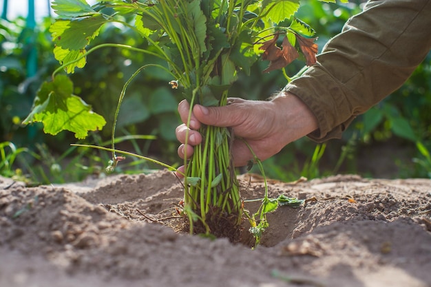 Menselijke handen planten een agrarische zaailing in de tuin gecultiveerd land close-up tuinieren concept landbouw planten groeien in bed rij