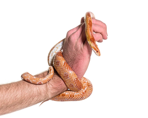 Menselijke handhaving Maïsslang Pantherophis guttatus