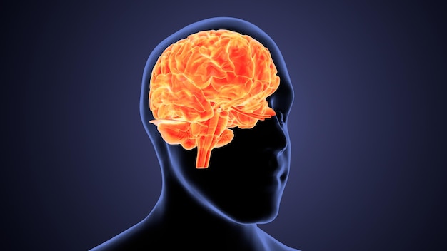 menselijke hersenen anatomie 3D-illustratie