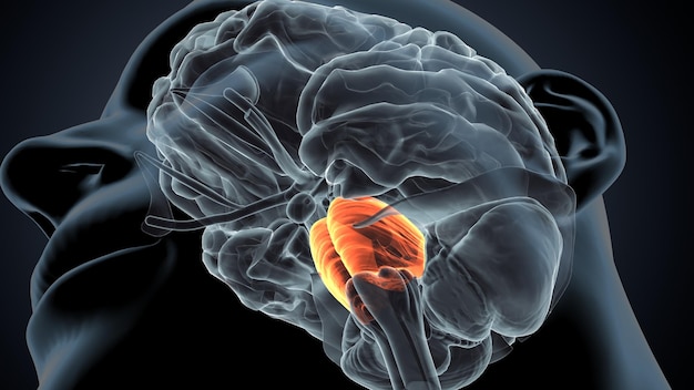 menselijke hersenen en ruggenmerg anatomie 3D-illustratie