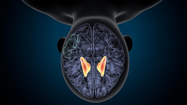 Foto menselijke hersenen en ruggenmerg anatomie 3d-illustratie