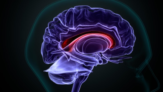 menselijke hersenen en zenuwstelsel 3D-illustratie