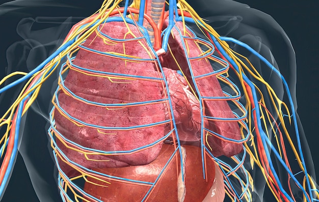 Foto menselijke interne organen op het werk en het vasculaire systeem