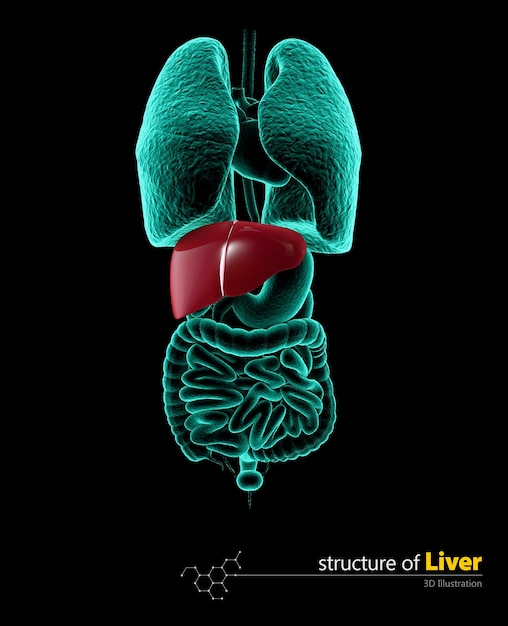 Menselijke lever, 3d Illustartion geïsoleerde zwarte achtergrond
