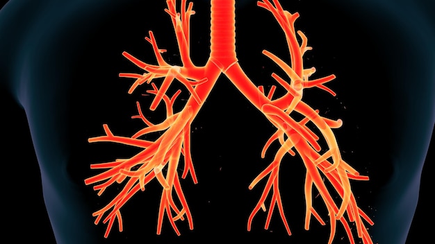 menselijke luchtpijp anatomie 3d render