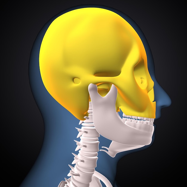 menselijke skelet kniegewricht bot anatomie 3D-illustratie