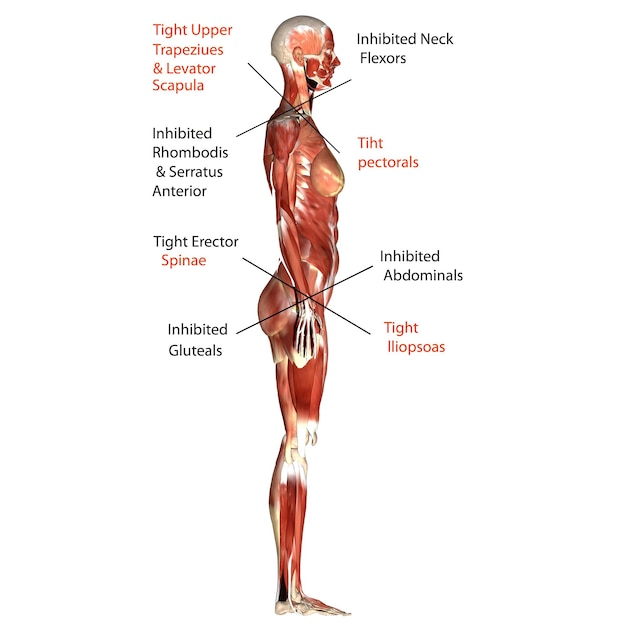 Menselijke spieranatomie 3D illustratie