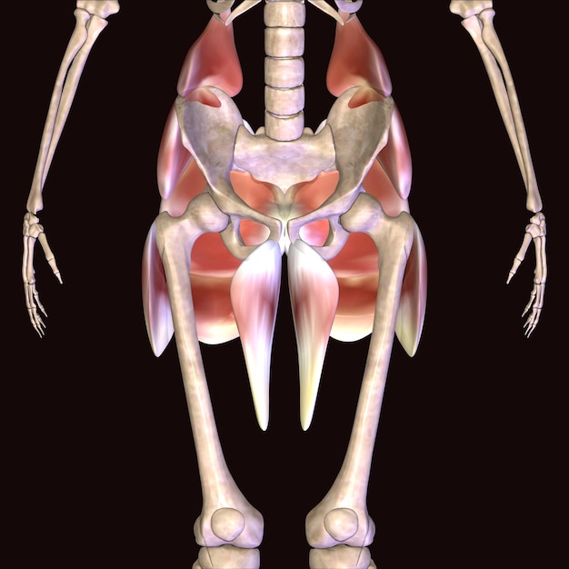 Foto menselijke spieranatomie 3d illustratie