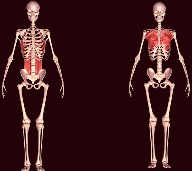 Menselijke spieranatomie 3D illustratie