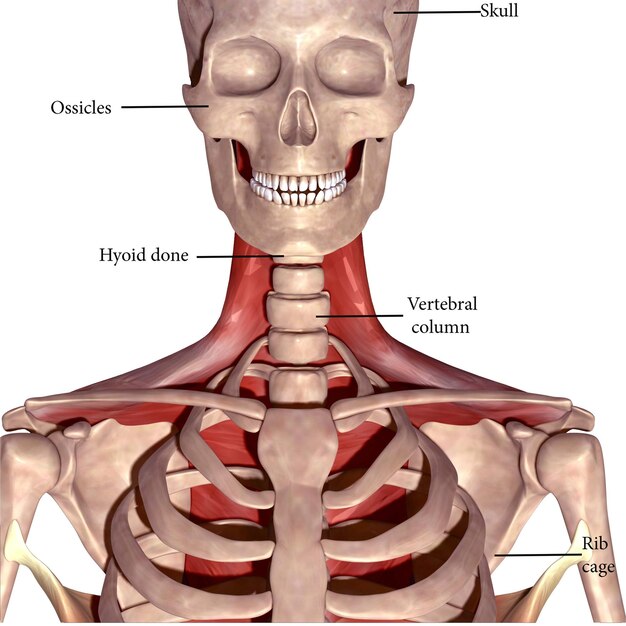 Foto menselijke spieranatomie 3d illustratie