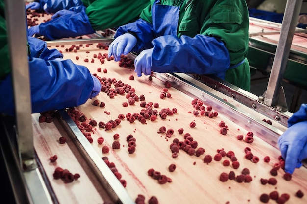 Mensen aan het werk Onherkenbare arbeiders handen in beschermende blauwe handschoenen maken selectie van bevroren bessen Fabriek voor het invriezen en verpakken van groenten en fruit Weinig licht en zichtbaar geluid