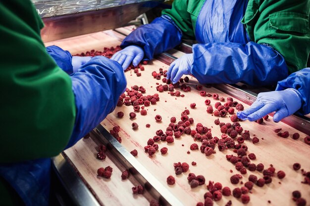 Mensen aan het werk Onherkenbare arbeiders handen in beschermende blauwe handschoenen maken selectie van bevroren bessen Fabriek voor het invriezen en verpakken van groenten en fruit Weinig licht en zichtbaar geluid