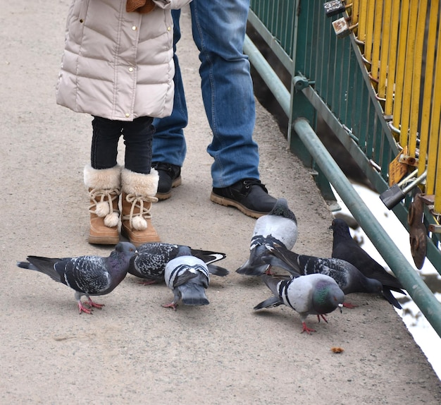 Mensen die de duiven voeren in het park