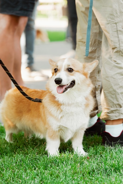 Mensen die een corgi-hond uitlaten op een zonnige dag