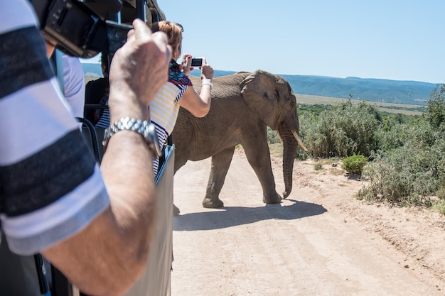 Foto mensen die olifanten tegen de lucht fotograferen