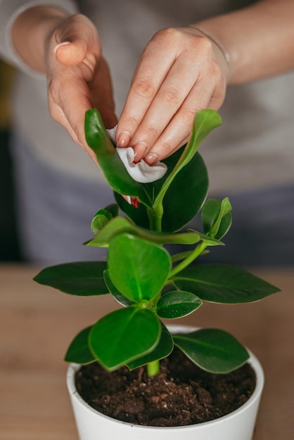 mensen die thuis voor kamerplant zorgen. Boeiende hobby. Verticaal