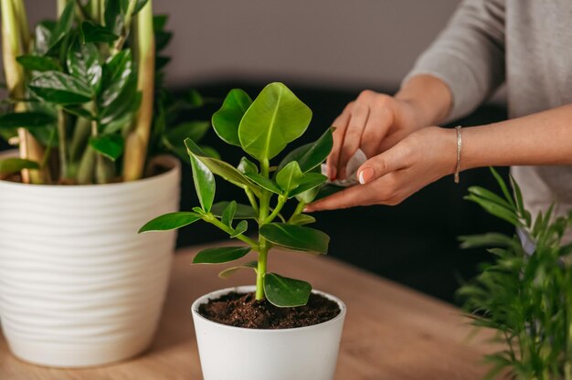 mensen die thuis voor kamerplant zorgen. Boeiende hobby