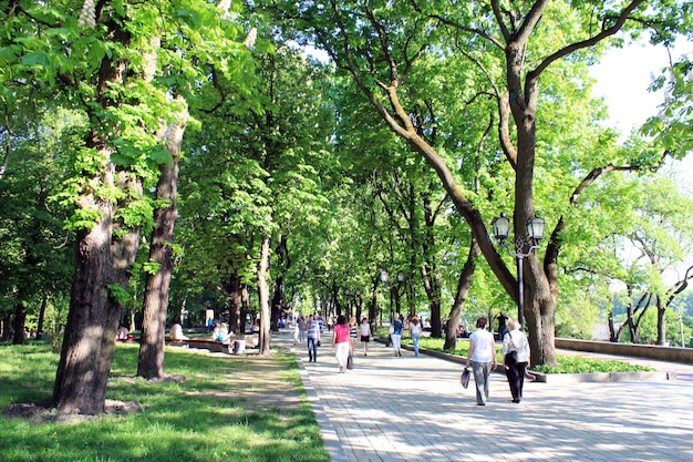 Mensen die uitrusten in een park met grotere bomen