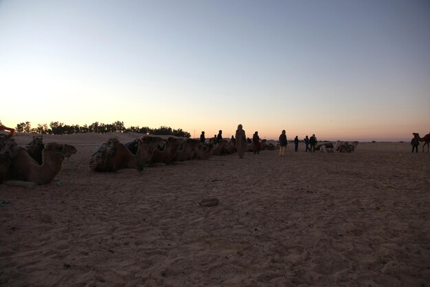 Mensen en kamelen in de Sahara-woestijn tegen de hemel bij zonsopgang