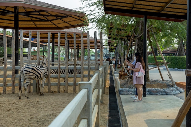 Mensen kijken Zebra in de dierentuin in Sriayuthaya Lion Park focus selectief