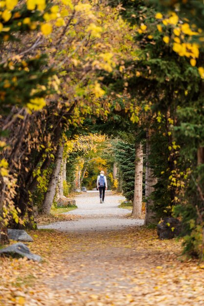 Mensen lopen in een tunnel van bosbomen Spur Line Trail in het herfstseizoen Canmore Alberta Canada