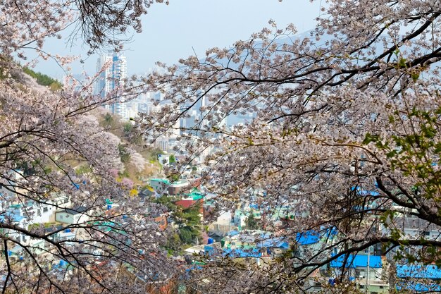 Mensen lopen op Jinhae Gunhangje Festival in Busan, Korea.