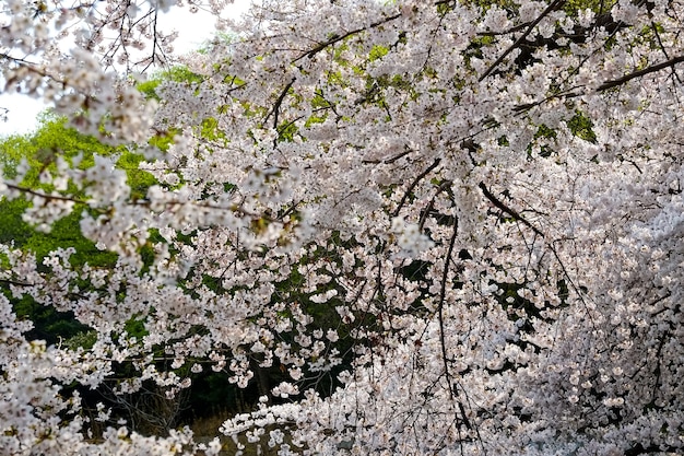 Mensen lopen op Jinhae Gunhangje Festival in Busan, Korea.