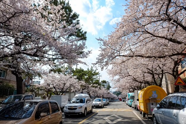 Mensen lopen op Jinhae Gunhangje Festival in Busan, Korea.