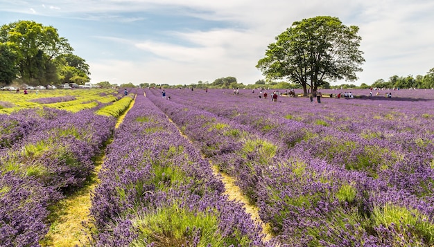 Mensen op het lavendelveld tegen de hemel.