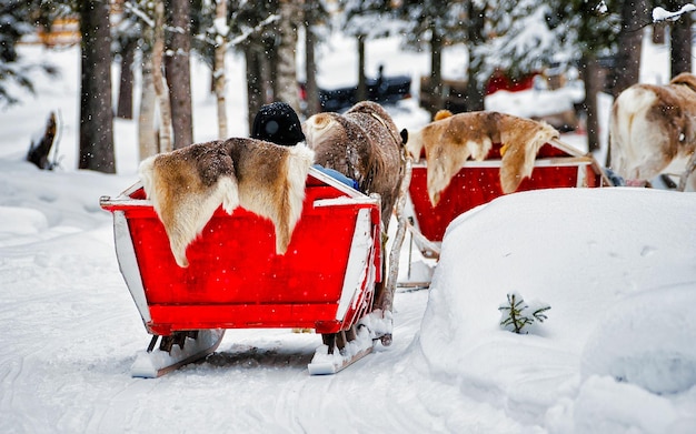 Mensen op rendierenslee in Finland in Rovaniemi op de boerderij van Lapland. Familie op kerstslee op winterslee safari met sneeuw Finse Arctische noordpool. Plezier met Noorse Saami-dieren.