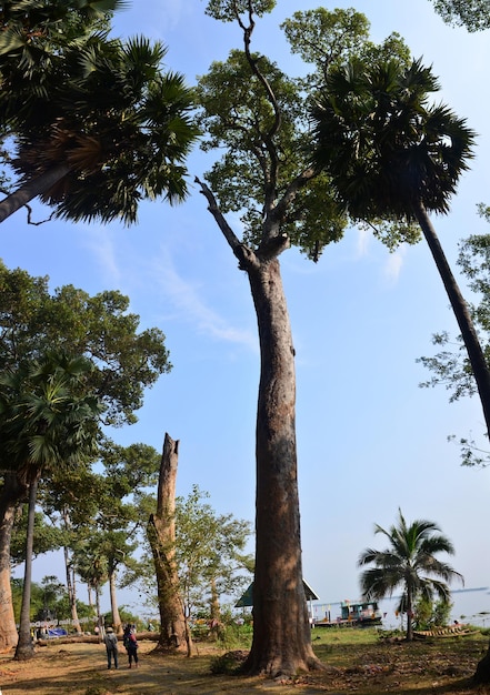 Mensen reizen en nemen foto's met de grote teak Tectona grandis-boom op het eiland Donsawan op 15 januari 2016 in Sakon Nakhon, Thailand