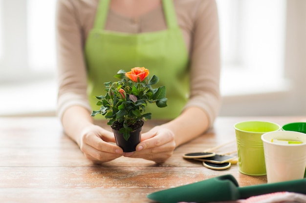 mensen, tuinieren, bloemen en beroep concept - close-up van vrouwenhanden met rozenstruik in bloempot thuis