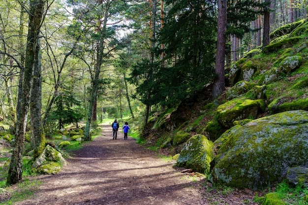 Mensen wandelen op een bospad tussen hoge bomen en grote rotsen