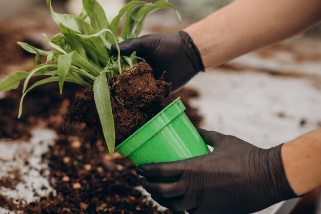 Mensenbloemist die in groen huis werkt