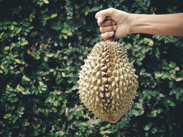 Foto mensenhand die tropisch zoet rijp durian fruit houden