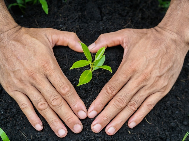 Mensenhanden die de boom planten in de grond. aanplantingsconcept.