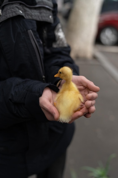 Mensenhanden die een klein pasgeboren eendje in de buitenlucht vasthouden, kopen op de vogelmarkt