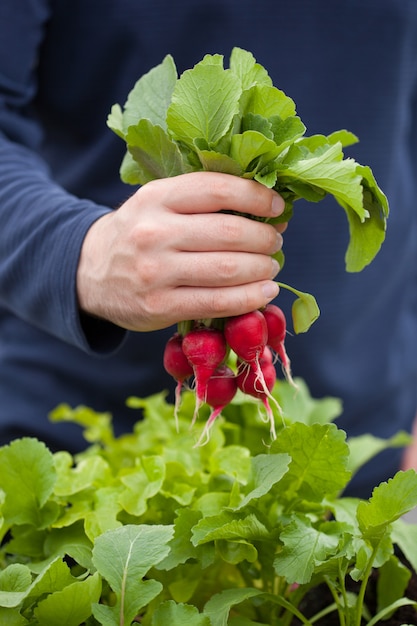 Mensentuinman het plukken radijs van moestuintuin op balkon