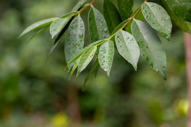 Mentaok Wrightia javanicaの緑の葉は、ジョグジャカルタ・スルタン国に関連した歴史を持つ木です