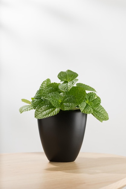 ハッカ ミント Pilea nummulariifolia または木製のテーブルの上の黒い鍋に忍び寄るピレア