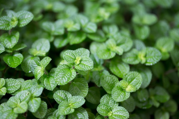 Mentha mint, Pilea nummulariifolia or Creeping pilea