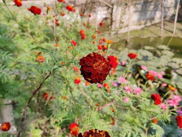 Merigold bloem of Afrikaantje merigolds of Ganda. oranje bloem in de tuin.