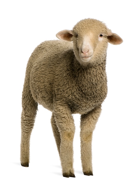 Photo merino lamb, portrait,