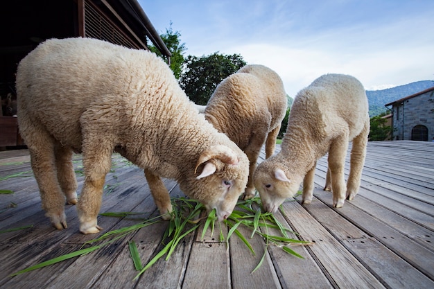 merino sheep eating green grass leaves in livestock farm